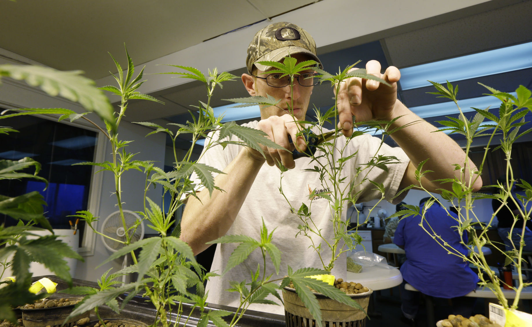 2014: Washington Marijuana